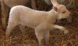 小羊爆料最新视频大全,最新视频大全精彩瞬间大盘点